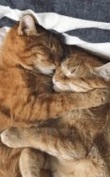 Животное плащ Майнкрафт — скачать бесплатно
