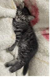 Кошка плащ Майнкрафт — скачать бесплатно