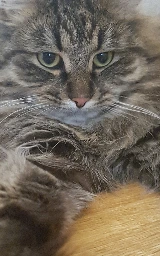 Кошка плащ Майнкрафт — скачать бесплатно