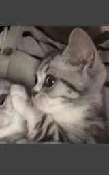 Кошка плащ Майнкрафт — скачать бесплатно