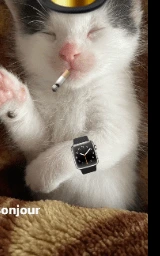 Кошка плащ Майнкрафт — скачать бесплатно