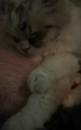 Кошка плащ Майнкрафт — скачать бесплатно