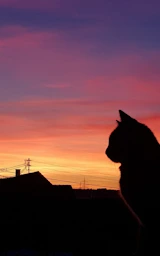 Кошка плащ Майнкрафт — скачать бесплатно