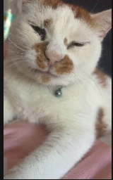 Кошка плащ Майнкрафт — скачать бесплатно