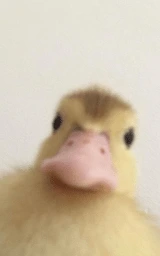Утка плащ Майнкрафт — скачать бесплатно