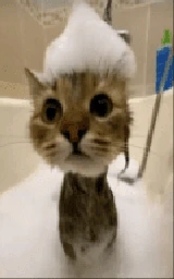 Кошка плащ Майнкрафт — скачать бесплатно
