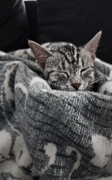 Кошка плащ Майнкрафт — скачать бесплатно