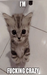 Кошка плащ Майнкрафт — скачать бесплатно