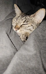 Кошка плащ Майнкрафт — скачать бесплатно