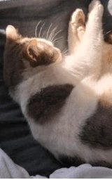 Кошка плащ Майнкрафт — скачать бесплатно