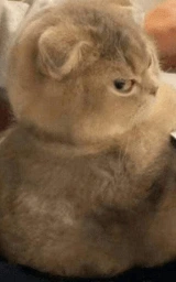 Кошка плащ Майнкрафт — скачать бесплатно