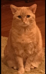 Кошка плащ Майнкрафт — скачать бесплатно