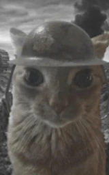 Кошка плащ Майнкрафт — скачать бесплатно
