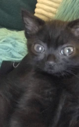 Кошка плащ Майнкрафт — скачать бесплатно