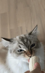 Милый плащ Майнкрафт — скачать бесплатно