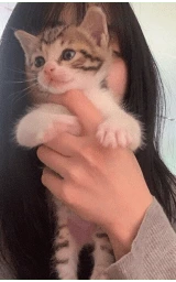 Кошка плащ Майнкрафт — скачать бесплатно