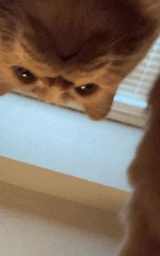 Кошка плащ Майнкрафт — скачать бесплатно
