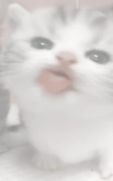 Кошка плащ Майнкрафт — скачать бесплатно