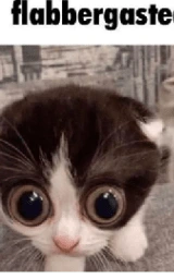 Кошка плащ Майнкрафт — скачать бесплатно