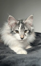 Кошка плащ Майнкрафт — скачать бесплатно