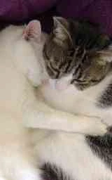 Кошка плащ Майнкрафт — скачать бесплатно