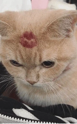 Кошка плащ Майнкрафт — скачать бесплатно