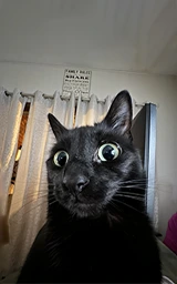 Кошка плащ Майнкрафт — скачать бесплатно