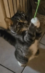 Кошка плащ Майнкрафт — скачать бесплатно