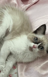 Кошка плащ Майнкрафт — скачать бесплатно
