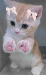 Кошка плащ Майнкрафт — скачать бесплатно