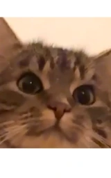 Кошка плащ Майнкрафт — скачать бесплатно