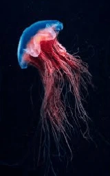 Тёмный плащ Майнкрафт — скачать бесплатно