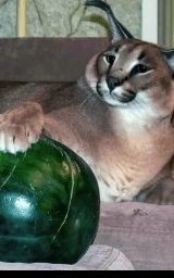 Кошка плащ Майнкрафт — скачать бесплатно