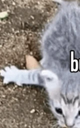 Кошка плащ Майнкрафт — скачать бесплатно