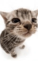 Кошка плащ Майнкрафт — скачать бесплатно