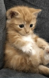 Кошка плащ Майнкрафт — скачать бесплатно