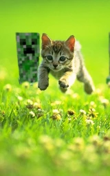 Кошка плащ Майнкрафт — скачать бесплатно