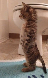 Кошка плащ Майнкрафт — скачать бесплатно