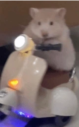 Кошка плащ Майнкрафт — скачать бесплатно