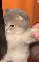 Кошка плащ Майнкрафт — скачать бесплатно