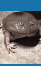 Лягушка плащ Майнкрафт — скачать бесплатно