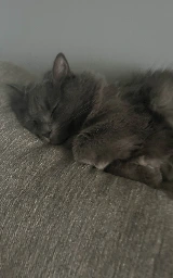 Кошка плащ Майнкрафт — скачать бесплатно
