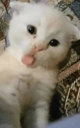 Кошка плащ Майнкрафт — скачать бесплатно