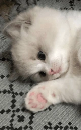 Кошка плащ Майнкрафт — скачать бесплатно