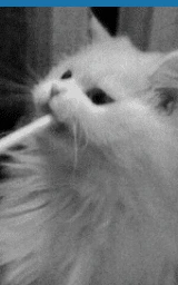 Кошка плащ Майнкрафт — скачать бесплатно