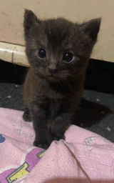 Кошка плащ Майнкрафт — скачать бесплатно