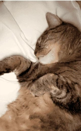 Кошка плащ Майнкрафт — скачать бесплатно