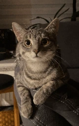 Животное плащ Майнкрафт — скачать бесплатно
