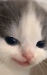 Кошка плащ Майнкрафт — скачать бесплатно
