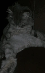 Кошка плащ Майнкрафт — скачать бесплатно